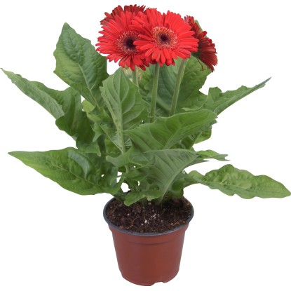 Gerbera različne barve Ø lončka pribl. 12 cm Gerbera