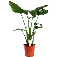 GROW by OBI Strelicija višina pribl. 140 - 160 cm Ø lončka pribl. 27 cm
