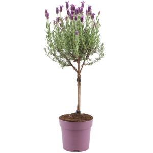 OBI Sivka Anouk na deblu Ø lonca pribl. 15 cm Lavandula stoechas
