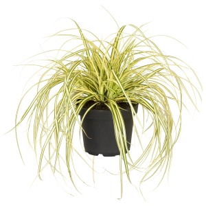 GROW by OBI Zlati šaš "Evergold" temno zelen lonec Ø 14 cm dekorativna trava