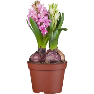 GROW by OBI Hijacinta Trio Ø lončka pribl. 12 cm Hyacinthus orientalis