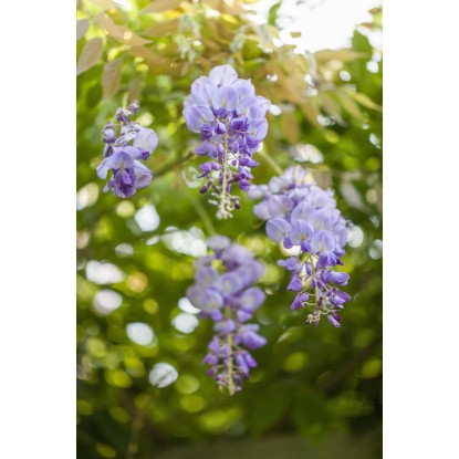 OBI Glicinija miks višina pribl. 80 cm lonec pribl. 6 l Wisteria