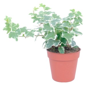 GROW by OBI Bršljan Lonček Ø pribl. 13 cm Bela pisana