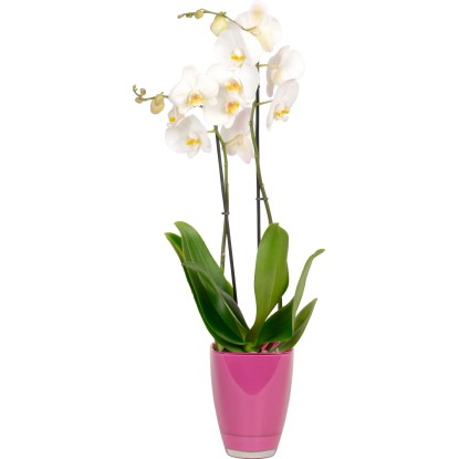 Metuljasta orhideja 2-stebelna v steklenem lončku Ø lončka pribl. 12 cm
