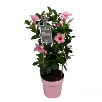 Dipladenija v več barvah višine približno 35-40 cm Ø lončka 17 cm Mandevilla