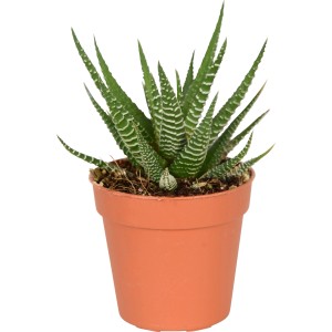 Kaktus Ø lončka pribl. 5,5 cm Kaktus