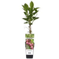Drobnoplodni kivi Ken's Red v loncu 2 l
