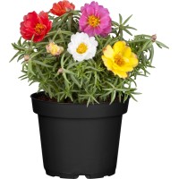 Velecvetni tolščak Ø lončka pribl. 11 cm Portulaca