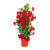 GROW by OBI Dipladenie Sundevillea Pyramide T19