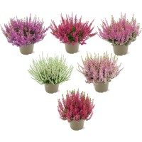 Vresa Ø lončka pribl. 11 cm Calluna vulgaris
