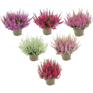 Vresa Ø lončka pribl. 11 cm Calluna vulgaris