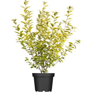 OBI Jajčastolistna kalina "Aureum" višina 30-40 cm lonec 3 l Ligustrum