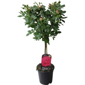 Stebelna vrtnica rožnata višina pribl. 70-80 cm lonček pribl. 2 l