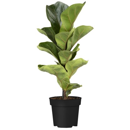GROW by OBI Figovec Bambino Višina pribl. 35 cm Premer Ø lončka pribl. 12 cm