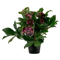 Črni teloh "Ice N'Roses" rdeč Ø lončka 15 cm Helleborus niger