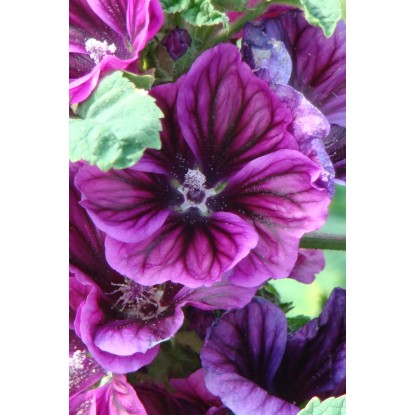 OBI Mavretanski slezenovec vijolična Ø lonca pribl. 9 cm x 9 cm Malva