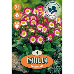 Dalije "Sweetheart" Bele škrlatne
