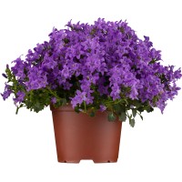 Portenschlagova zvončnica, modro-vijolična, Ø lončka pribl. 11 cm, Campanula