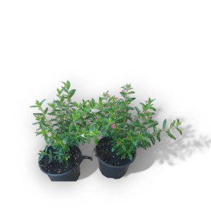 PCZ Varaždinski Cvijet Mirta Ø lončka 10 cm