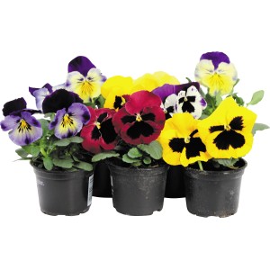 Mačeha, različne barve, Ø lončka pribl. 9 cm, Viola wittrockiana