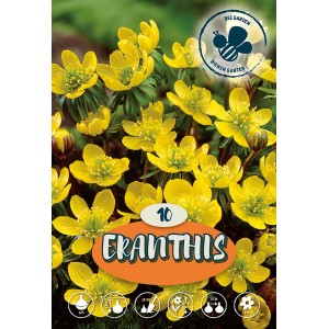 Lipovec Eranthis Cilicia