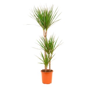 GROW by OBI Zmajevka, 3-stebelna, Ø lončka pribl. 21 cm, Dracaena marginata