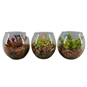 Mesojede rastline več vrst v stekleni posodi s Ø pribl. 13 cm