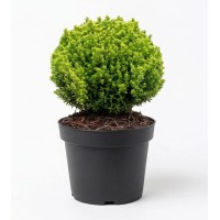 OBI Grmasti jetičnik "Green Globe" višina pribl. 5-10 cm lonec pribl. 1 l Hebe