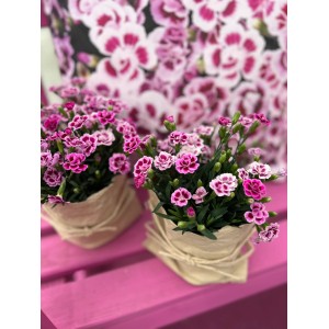Trajni nagelj Pink Kisses rožnato-vijolična Ø lonca pribl. 10,5 cm Dianthus