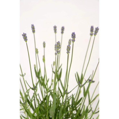 Sivka "Felice" Ø lonca pribl. 10,5 cm Lavandula