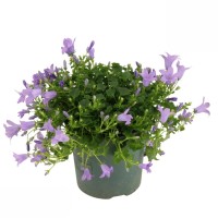 Zvončica "Ambella Lavender" višine približno 15-20 cm Campanula portenschlagiana