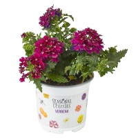 Vrtna verbena Wouters Ø lonca cca 10,5 cm Verbena hybrida