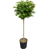 OBI Kroglasti cigarovec višina pribl. 110 cm lonec pribl. 18 l Catalpa