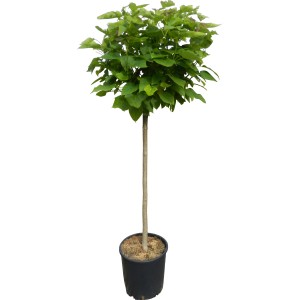 OBI Kroglasti cigarovec višina pribl. 110 cm lonec pribl. 18 l Catalpa