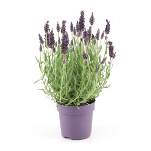 OBI Metuljasta sivka "Anouk" v cvetličnem loncu Ø cca. 10,5 cm