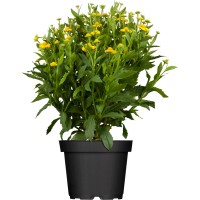 GROW by OBI Helenij pribl. 20-30 cm Helenium