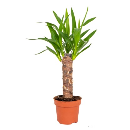 Palmova lilija 1 steblo Lonček Ø pribl. 11 cm Yucca elephantipes