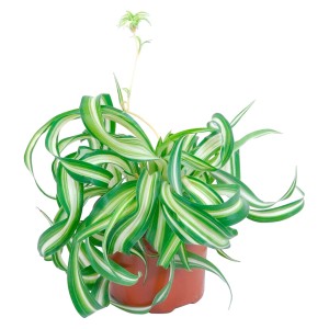 GROW by OBI Čopasta zelenčica Bonnie Ø lončka pribl. 12 cm