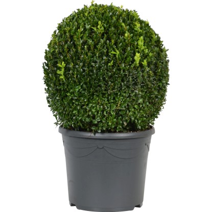Pušpan Krogla Lonec pribl. 12 l Višina pribl. 40-50 cm Buxus sempervirens