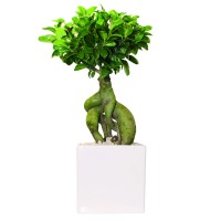 Ginseng Bonsaj v keramični posodi višine 20-30 cm Ø lonca 13 cm Ficus microcarpa
