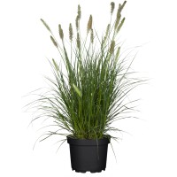 GROW by OBI Japonska perjanka Hameln Ø lonca pribl. 19 cm Pennisetum alopecur.