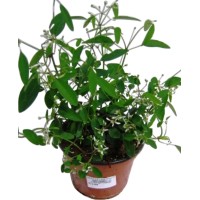 OBI Drobnocvetni mleček bel Ø lonca pribl. 12 cm Euphorbia