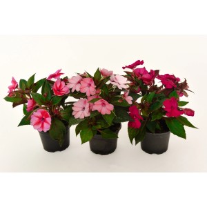 PCZ Varaždinski Cvijet Vodenka Ø lončka 10 cm