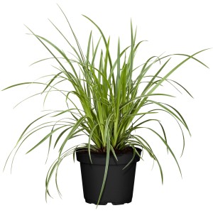 GROW by OBI Japonski šaš "Ice Dance" Ø lončka pribl. 14 cm Carex morrowii