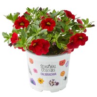 Milijon zvončki Ø lonca 10,5 cm Calibrachoa