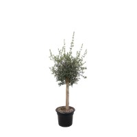 GROW by OBI Oljka na deblu višine 125-150 cm Ø lonca 40 cm Olea