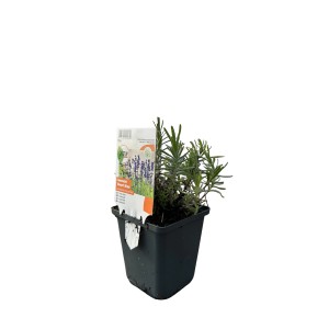 OBI Sivka "Dwarf Blue" vijolična Ø lonca pribl. 9 cm x 9 cm Lavandula