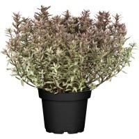 OBI Grmasti jetičnik "Magicolours" višina pribl. 5–10 cm lonec pribl. 1 l Hebe