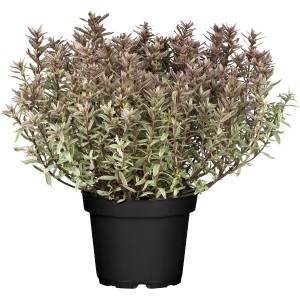 OBI Grmasti jetičnik "Magicolours" višina pribl. 5–10 cm lonec pribl. 1 l Hebe