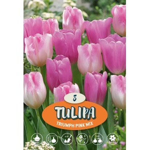 Tulipani Triumph Mix Rosa